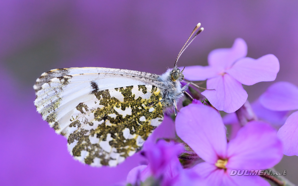 01 Orange Tip (female, Anthocharis cardamines)